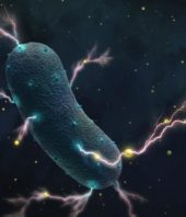 Gut bacteria’s shocking secret: They produce electricity
