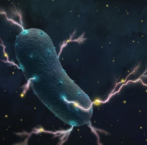 Gut bacteria’s shocking secret: They produce electricity