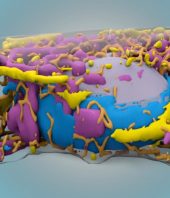 Machine learning technique to predict human cell organization