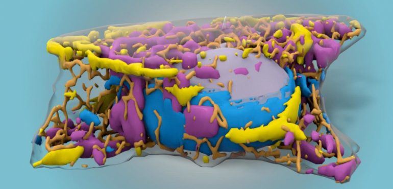 Machine learning technique to predict human cell organization