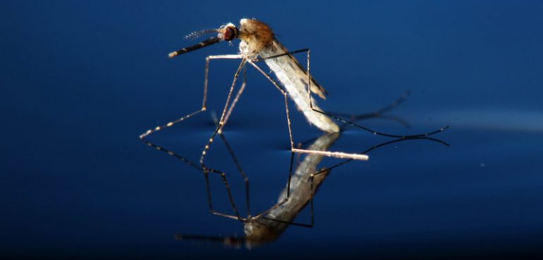 Mosquitoes Genetically Modified To Crash Species That Spreads Malaria