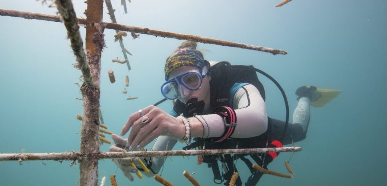 Nurseries Restore Staghorn Coral in the Florida Keys