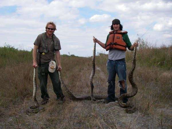 Researchers find genomic evidence of rapid adaptation of invasive Burmese pythons in Florida