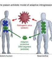 Viruses influenced gene sharing between Neanderthals and humans