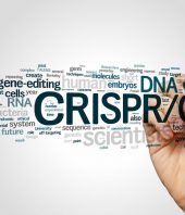 Guided by CRISPR, prenatal gene editing shows proof-of-concept in treating disease before birth