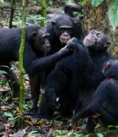Wild chimpanzees share food with their friends