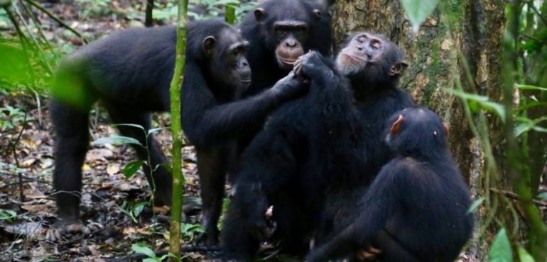 Wild chimpanzees share food with their friends