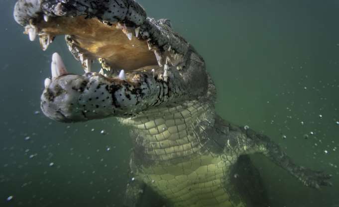 New crocodile species found hiding in plain sight