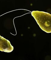 Brain-eating amoebas are spreading—and that’s just as bad as it sounds