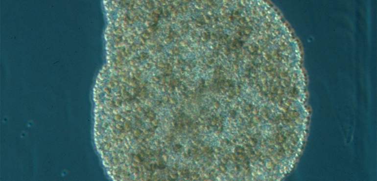 New insight into the evolution of the nervous system