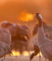 Bird-like lungs may have helped dinosaurs rule the world