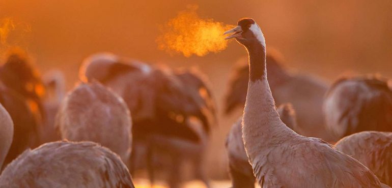 Bird-like lungs may have helped dinosaurs rule the world