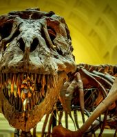 T. rex evolved into a monster predator by dumbing down its brain