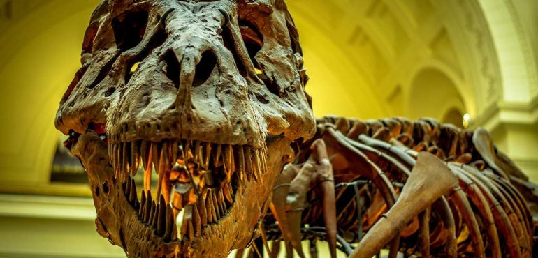 T. rex evolved into a monster predator by dumbing down its brain