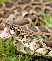 Burmese python invasion in Florida a hidden legacy of Hurricane Andrew