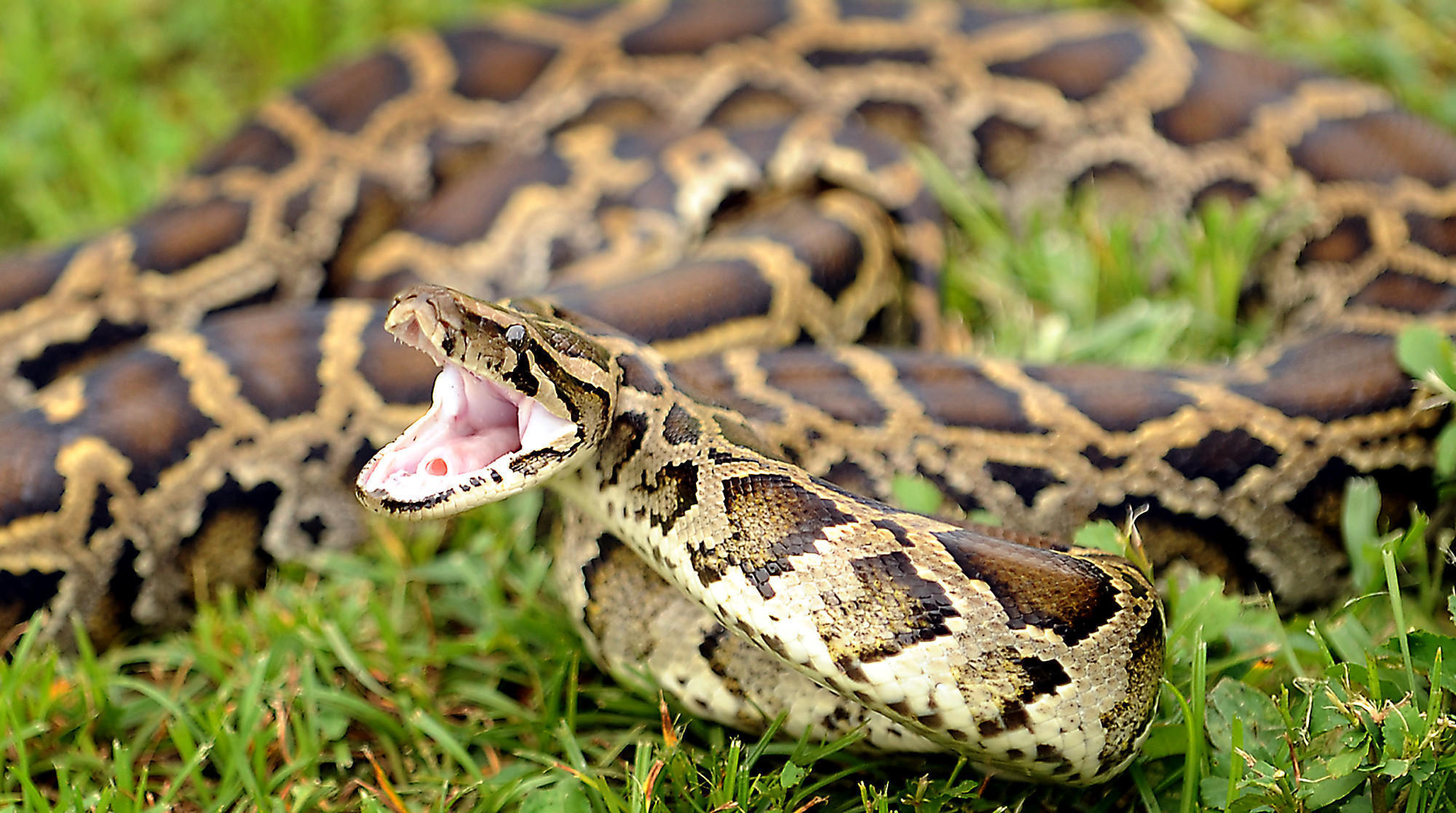 burmese-python-invasion-in-florida-a-hidden-legacy-of-hurricane-andrew