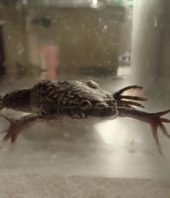 Bioreactor device helps frogs regenerate their legs