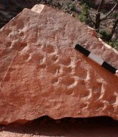 Tiny footprints, big discovery: Reptile tracks oldest ever found in Grand Canyon