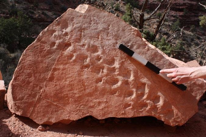 Tiny footprints, big discovery: Reptile tracks oldest ever found in Grand Canyon