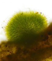 Oxygen could have been available to life as early as 3.5 billion years ago