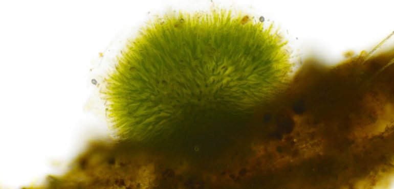 Oxygen could have been available to life as early as 3.5 billion years ago