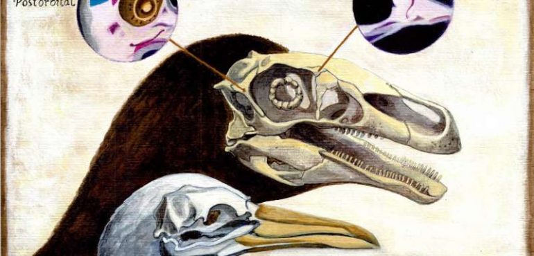 Embryological study of the skull reveals dinosaur-bird connection