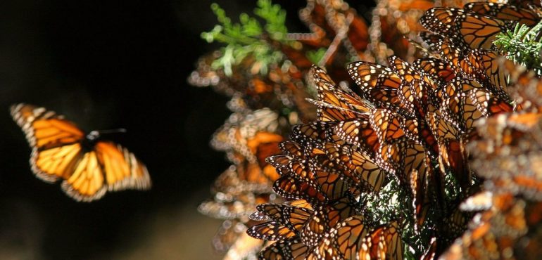 Early Thanksgiving Counts Show a Critically Low Monarch Population in California