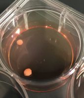 What sets primates apart from other mammals?