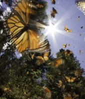Butterfly sanctuary expected to be plowed over for Trump’s border wall