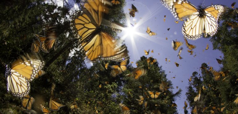 Butterfly sanctuary expected to be plowed over for Trump’s border wall