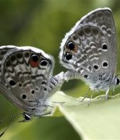 The Miami blue was fluttering toward extinction. Then the scientists showed up