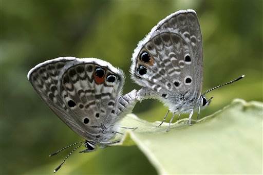 The Miami blue was fluttering toward extinction. Then the scientists showed up