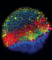 Tracking Development Cell by Cell is Science’s Breakthrough of 2018