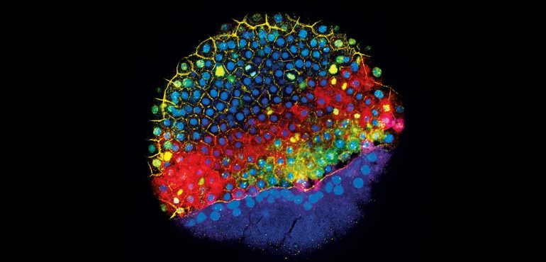 Tracking Development Cell by Cell is Science’s Breakthrough of 2018