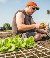 A new way to genetically tweak photosynthesis boosts plant growth