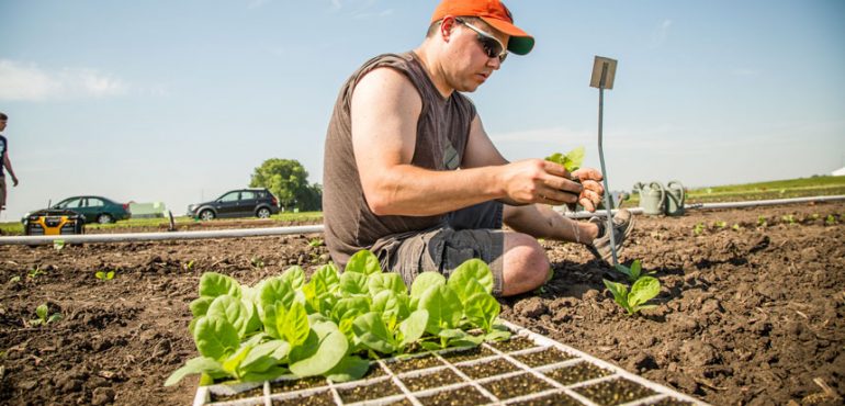 A new way to genetically tweak photosynthesis boosts plant growth