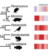 Evolution used same genetic formula to turn animals monogamous
