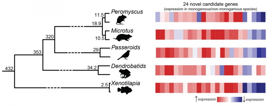 Evolution used same genetic formula to turn animals monogamous