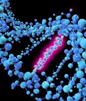 Human mutation rate has slowed recently