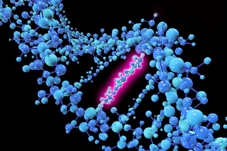 Human mutation rate has slowed recently