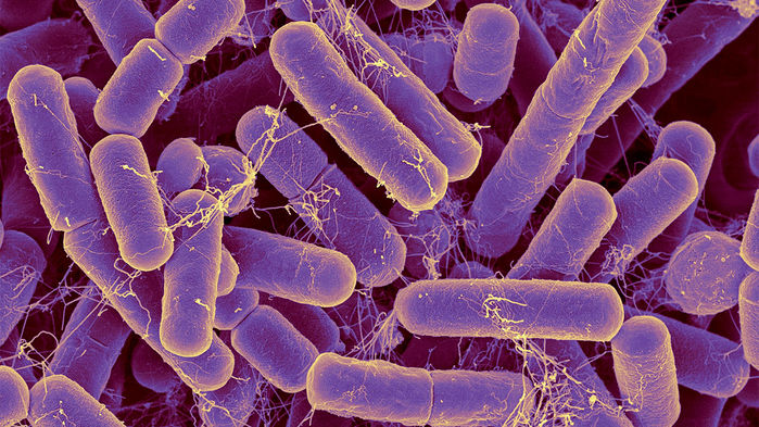 The bacteria in your gut may reveal your true age