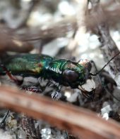 Environmentalists to sue over delay in protecting rare Miami beetle and other species