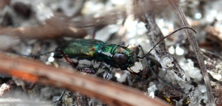 Environmentalists to sue over delay in protecting rare Miami beetle and other species