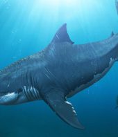 Great whites may have wiped out the biggest shark that ever lived