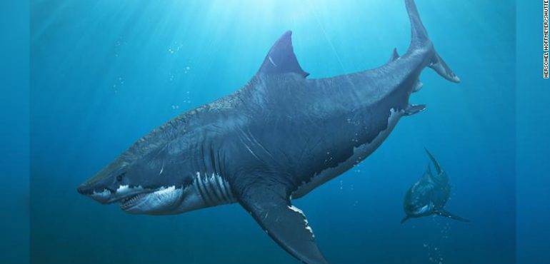 Great whites may have wiped out the biggest shark that ever lived