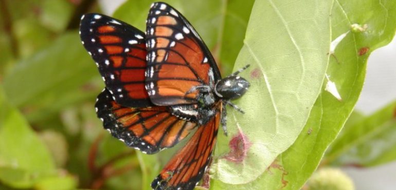 A tasty Florida butterfly turns sour