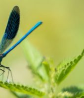 Why are insects in decline, and can we do anything about it?