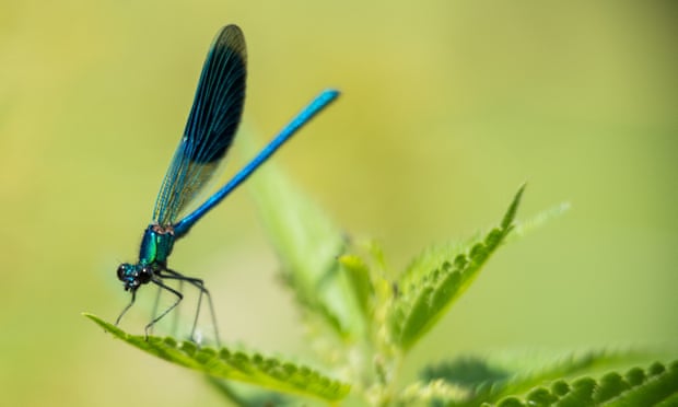 Why are insects in decline, and can we do anything about it?