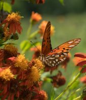 Butterflies Vs. Border Wall: National Butterfly Center Seeks Restraining Order