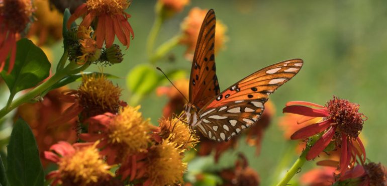 Butterflies Vs. Border Wall: National Butterfly Center Seeks Restraining Order